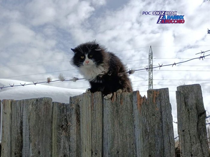 14 марта 2023 г.  на пульт оперативного дежурного Пермской Городской Службы Спасения поступило сообщение о коте на заборе, который запутался в колючей проволоке