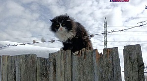 14 марта 2023 г.  на пульт оперативного дежурного Пермской Городской Службы Спасения поступило сообщение о коте на заборе, который запутался в колючей проволоке